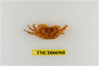 藏品(褶痕厚紋蟹)的圖片